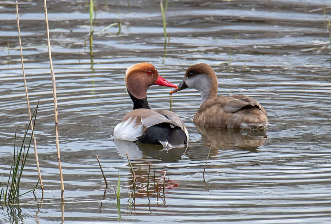 Canard souchet